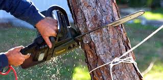 Reliable Willowbrook, IL Tree Removal and Landscaping Services Solutions